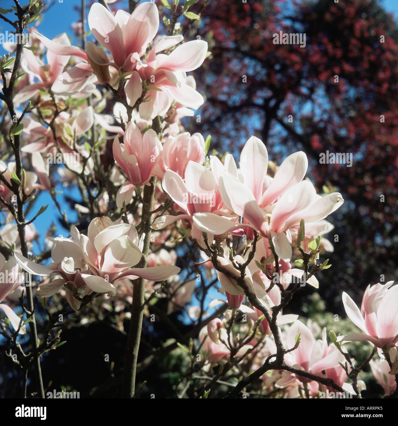 Colour Magnolia Example Magnolia color hi-res stock photography and images - Alamy