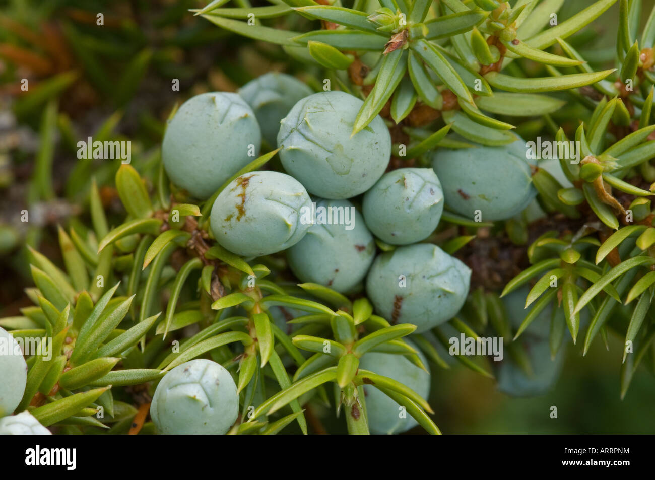 Common Juniper (Juniperus communis) with fruits Stock Photo