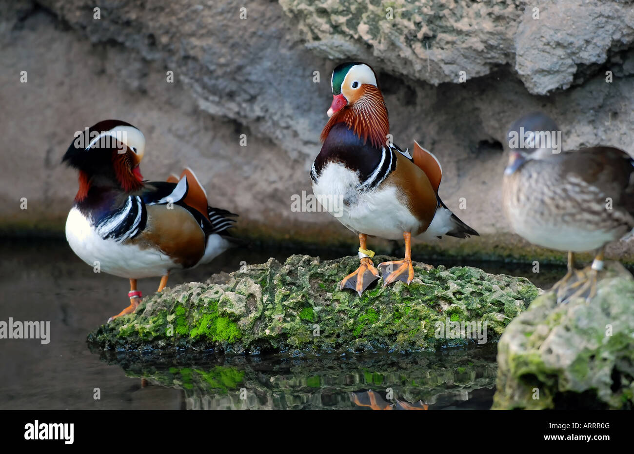 Mandarin Ducks Stock Photo