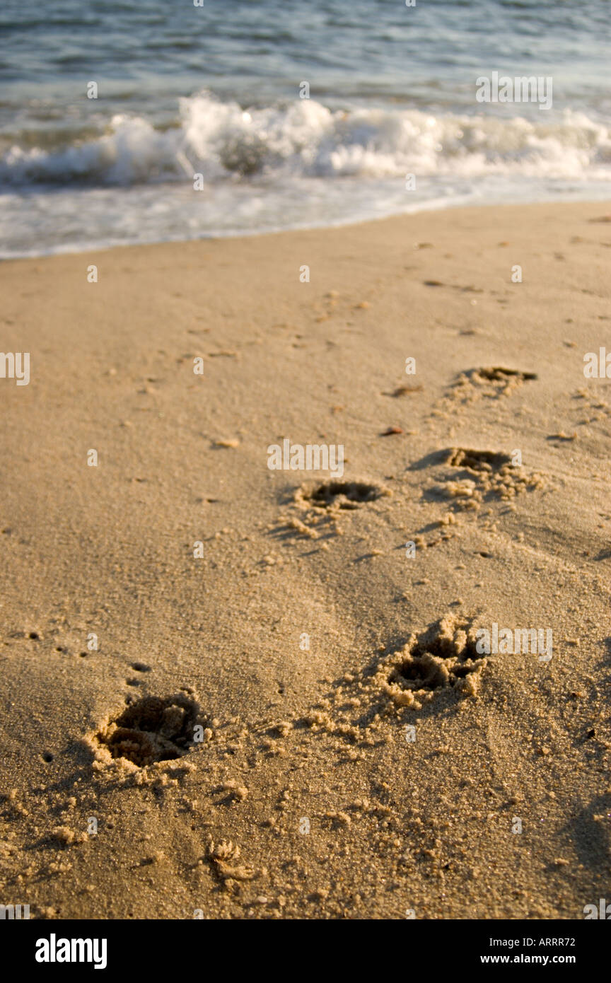 Dog Paw Prints in Sand Stock Photo Alamy