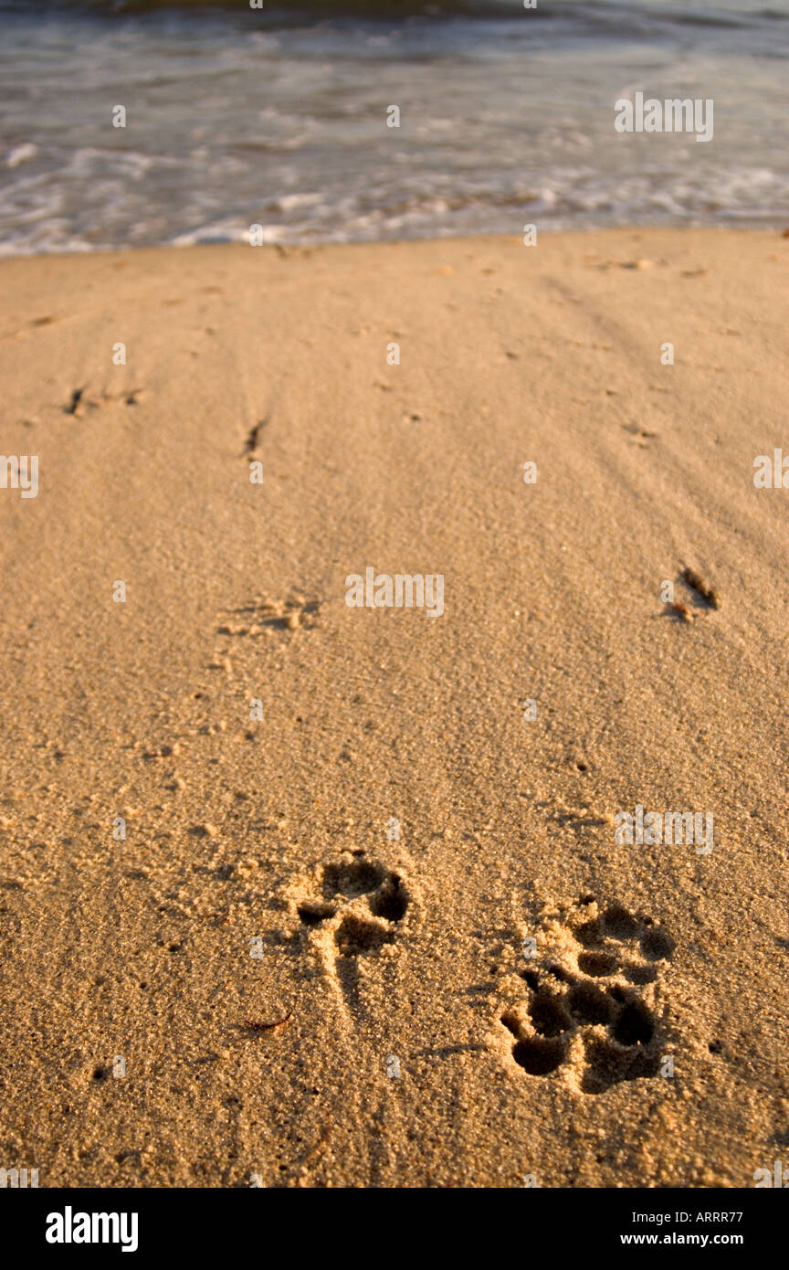 Dog Paw Prints in Sand Stock Photo Alamy