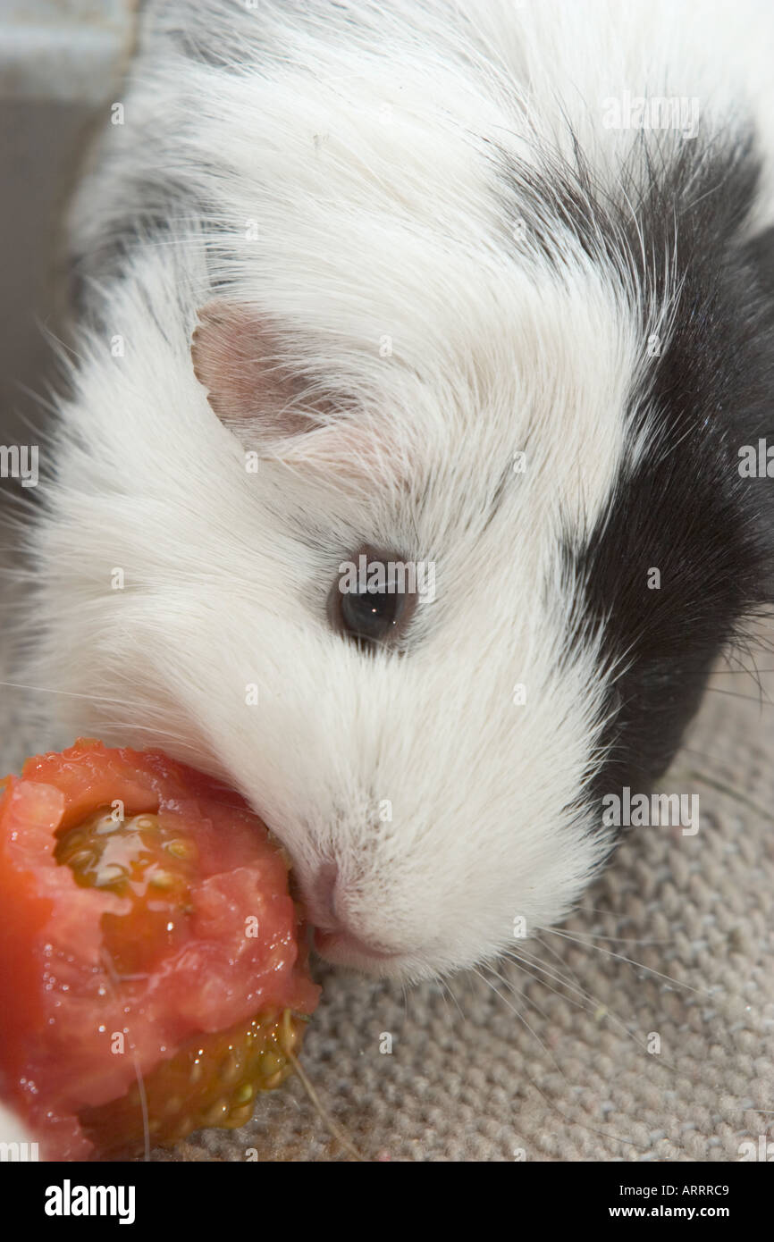 Guinea pig eating a tomato Stock Photo Alamy