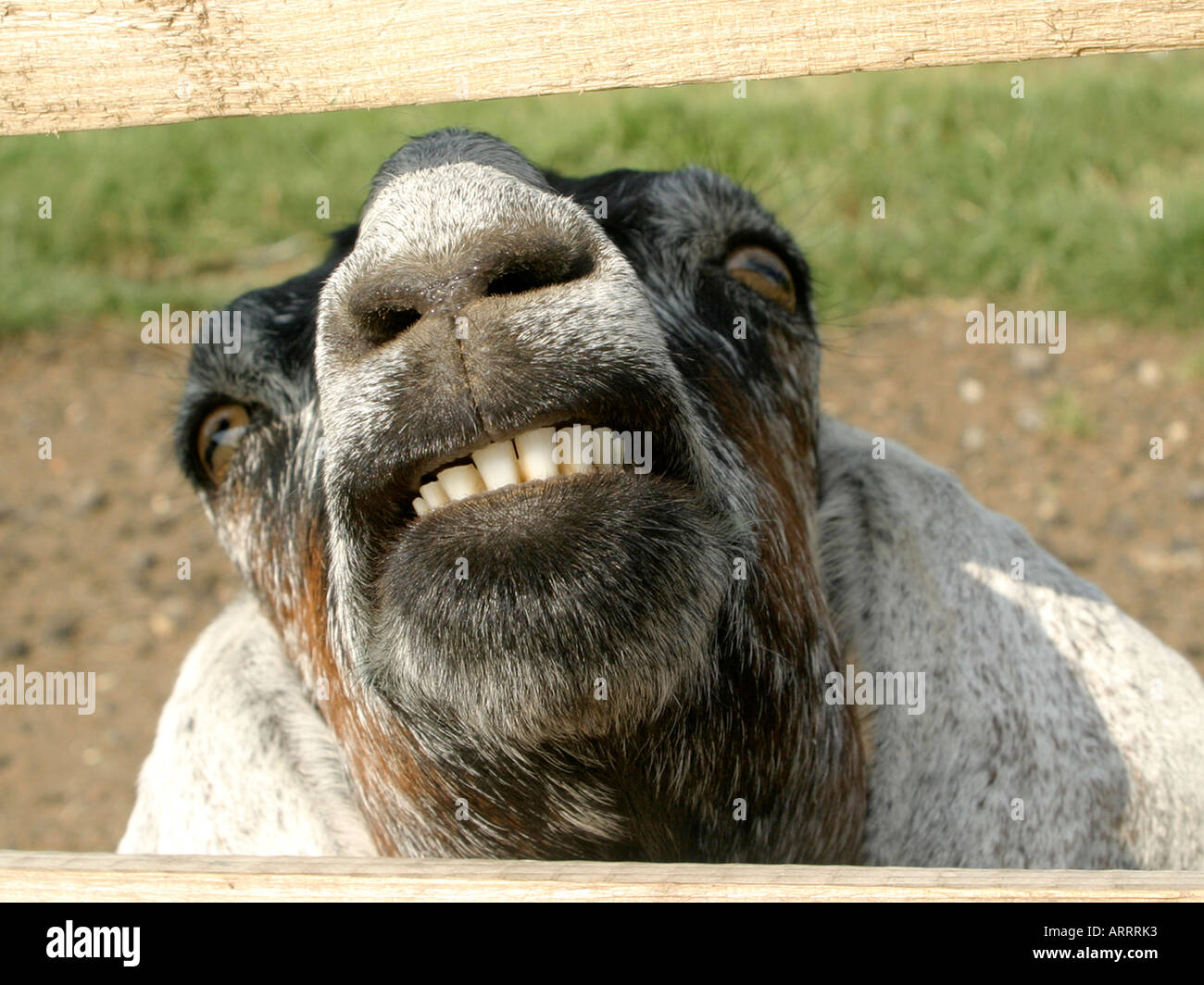 A goat showing his teeth Stock Photo Alamy