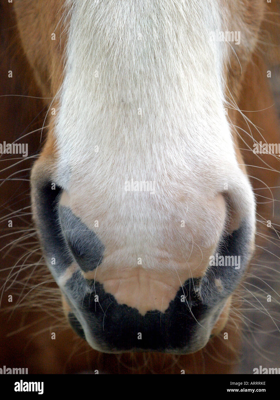 Horses nose hires stock photography and images Alamy