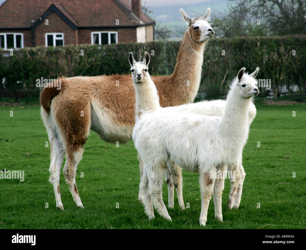 lamas
