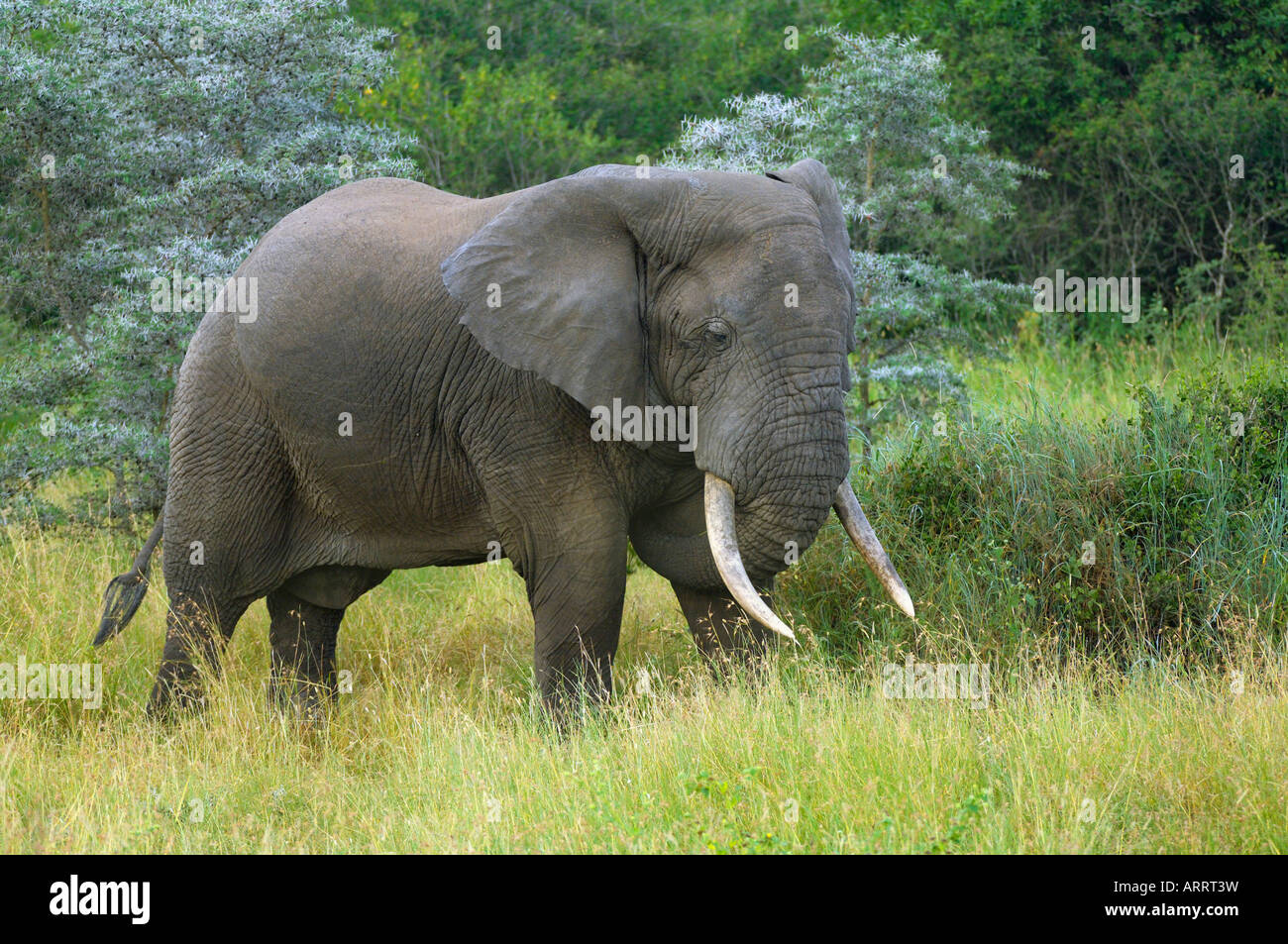 Elephant,a big african elephant with heavy tusks,Serengeti,Tanzania Stock Photo