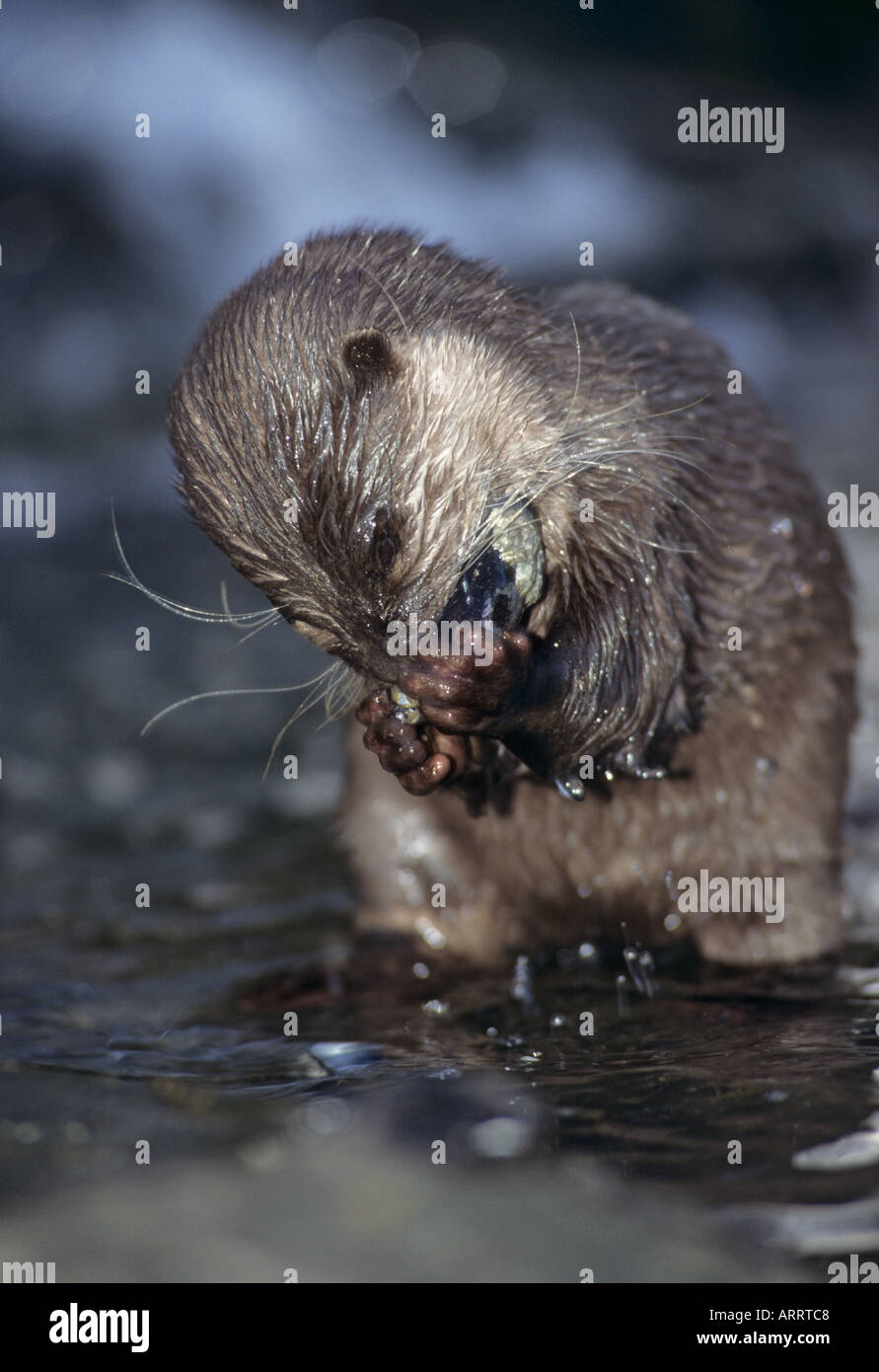 Asian Small Clawed Otter (Aonyx cinerea).  Captive Stock Photo