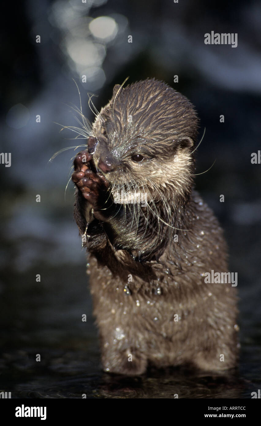 Asian Small Clawed Otter (Aonyx cinerea). Captive Stock Photo