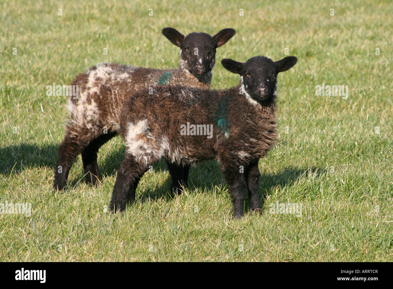 Two young lambs in a field Stock Photo - Alamy