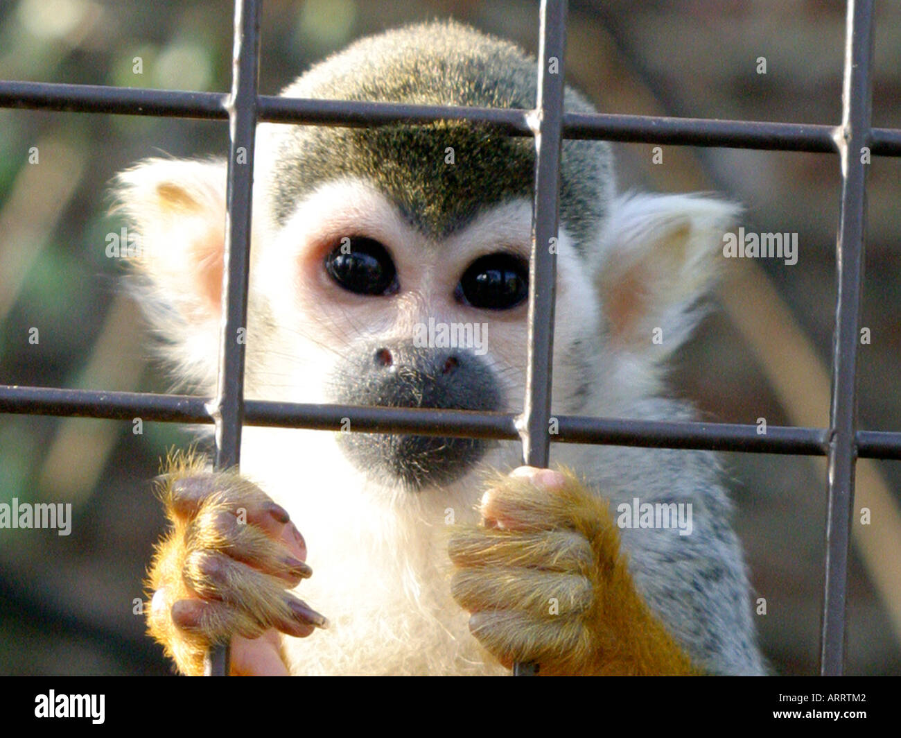A squirrel monkey in a caged, looking out from behind bars. Stock Photo