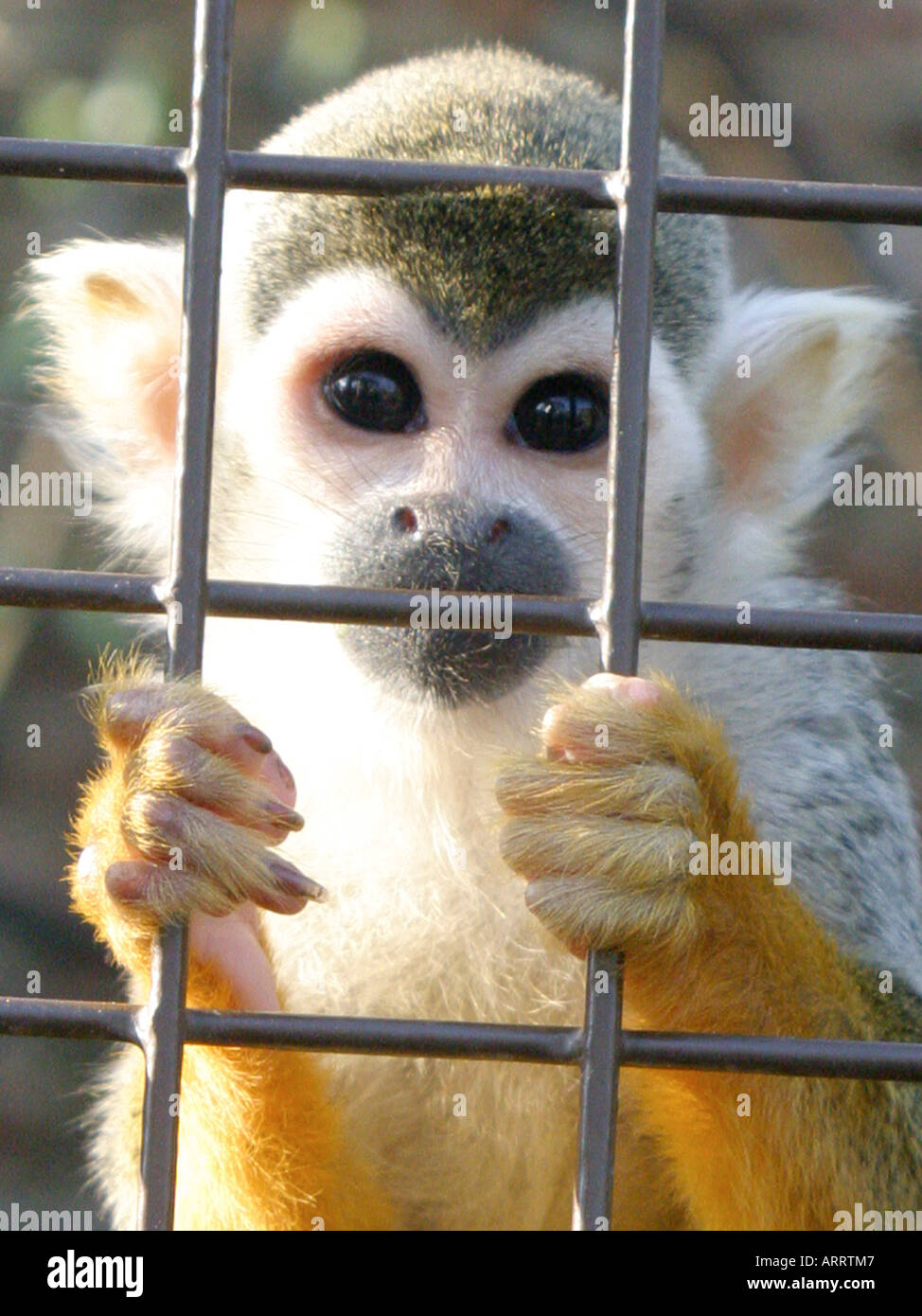 A squirrel monkey in a caged, looking out from behind bars. Stock Photo