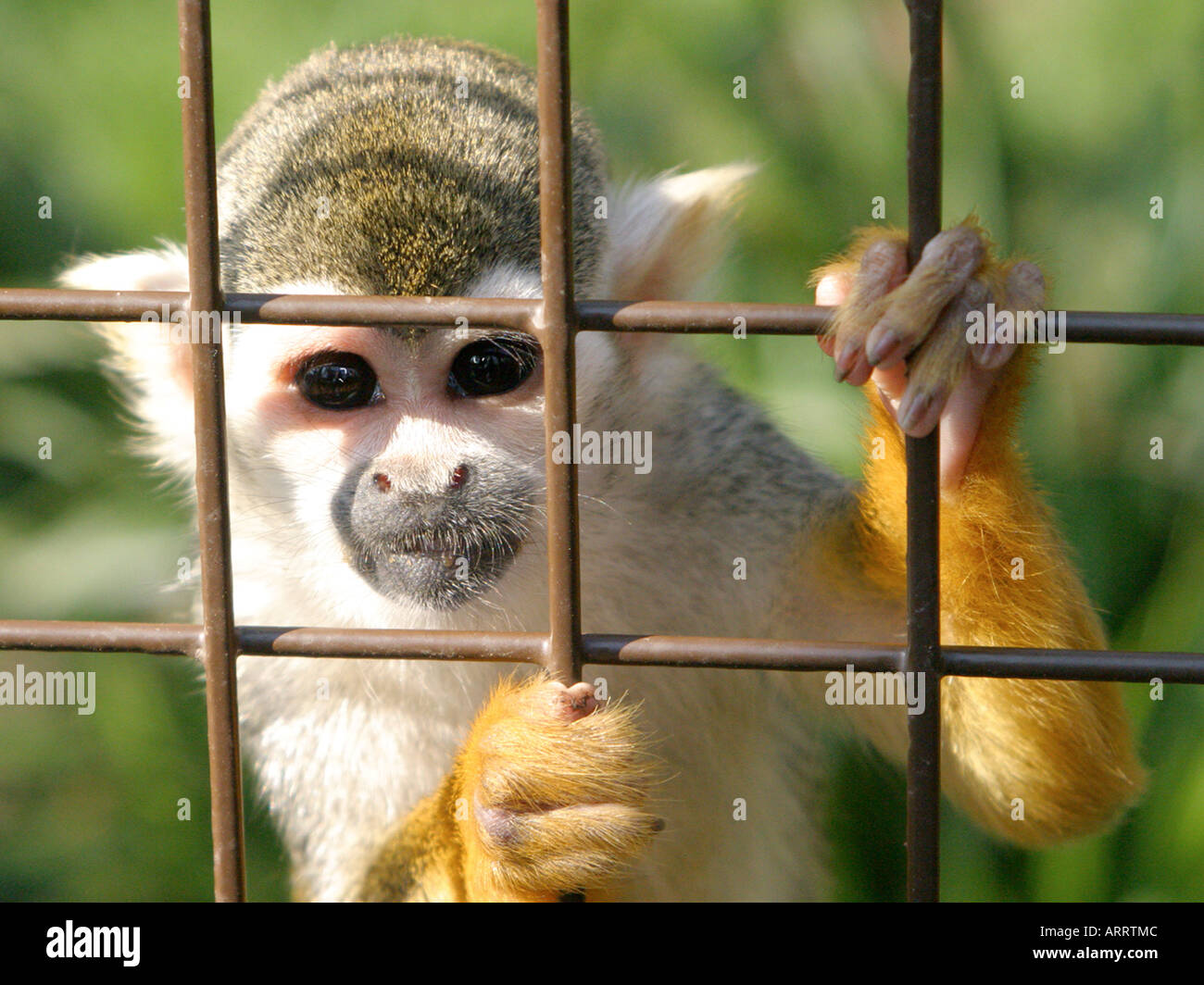 A squirrel monkey in a caged, looking out from behind bars. Stock Photo