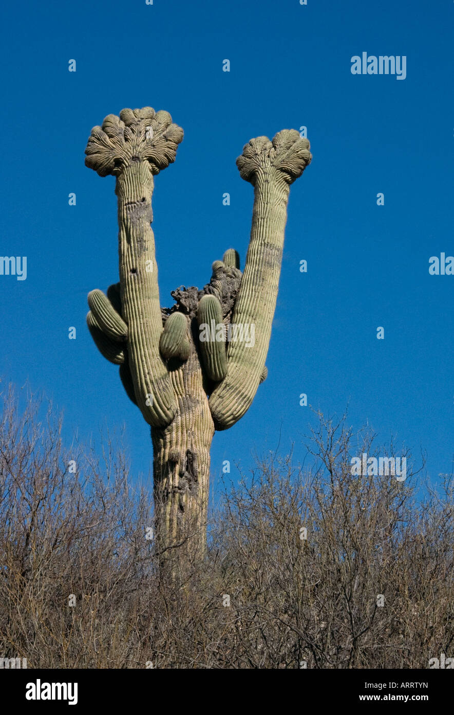 Mutated Saguaro Cactus Stock Photo