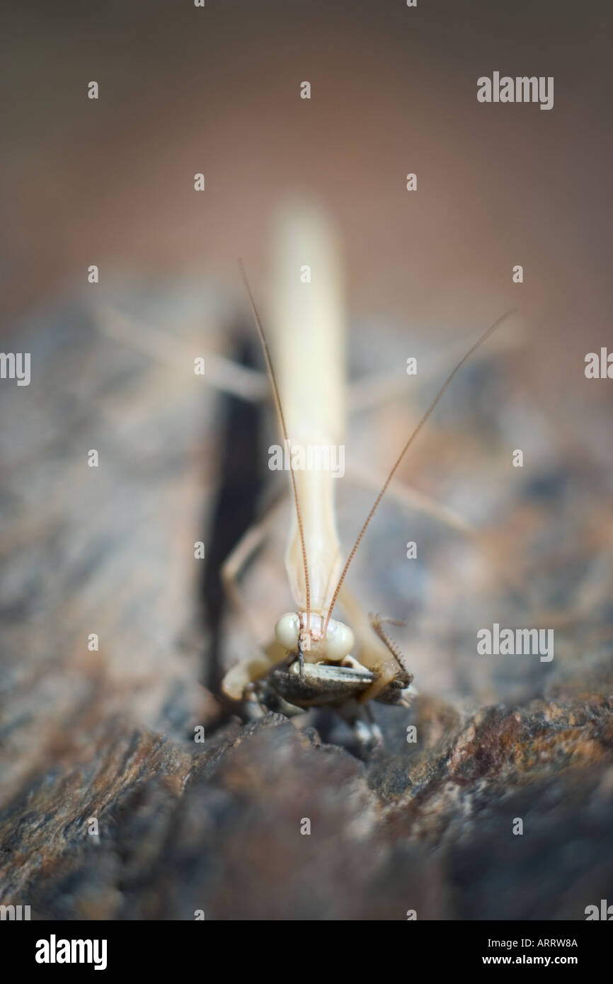 Praying mantis eating a cricket Andalucia Spain Stock Photo