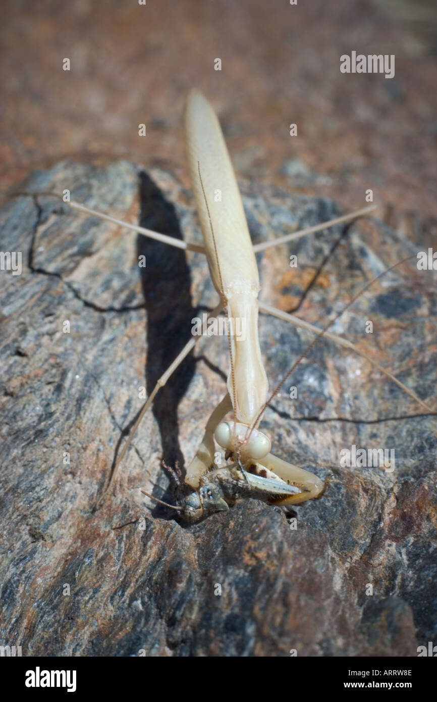 Praying mantis eating a cricket Andalucia Spain Stock Photo