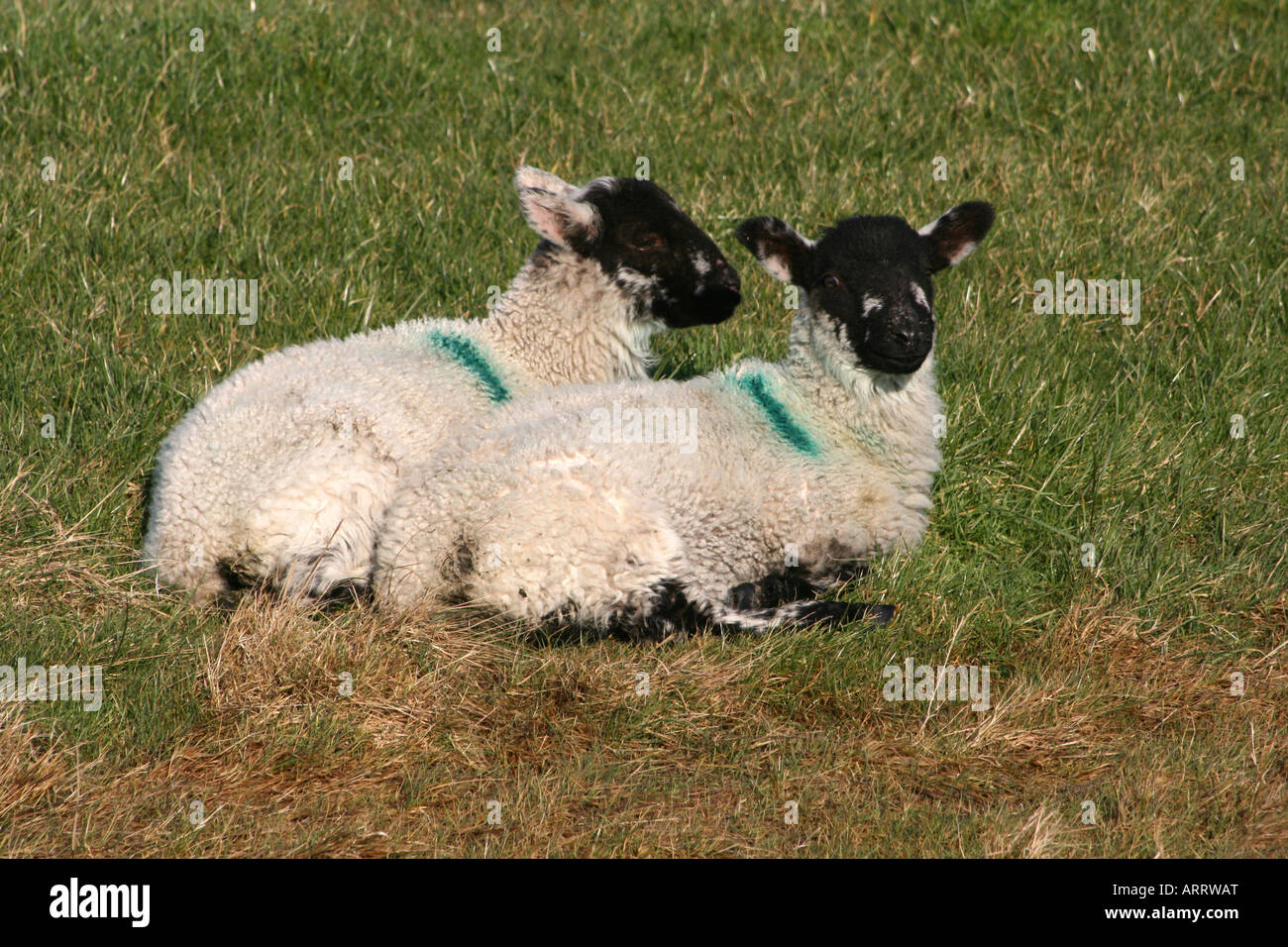 Two young lambs in a field Stock Photo - Alamy