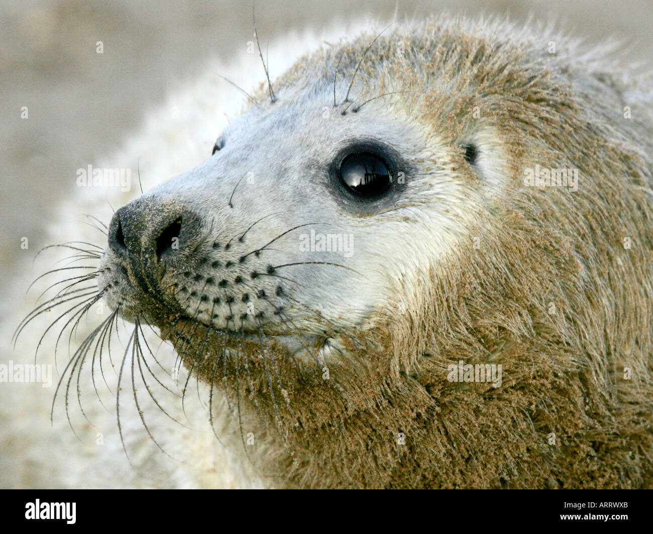 A grey seal on the beach at Donna Nook. Stock Photo