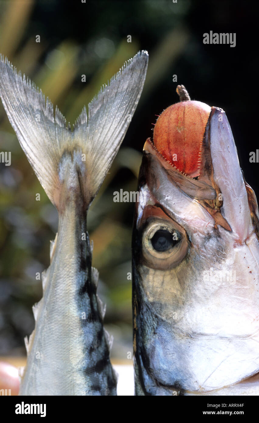 Mackerel head hires stock photography and images Alamy
