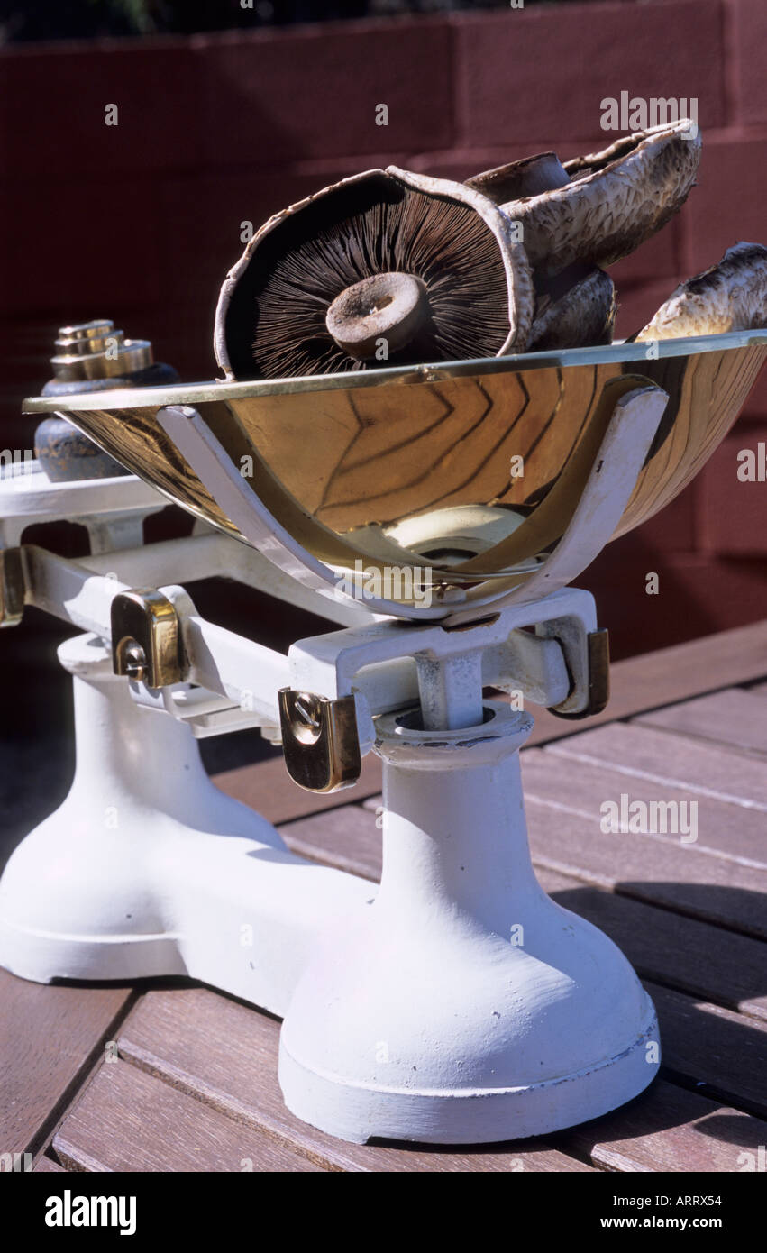 large horse mushrooms brass scales Stock Photo Alamy