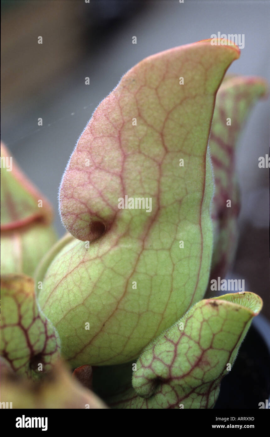 Sarracenia Venous pitcher plant Stock Photo