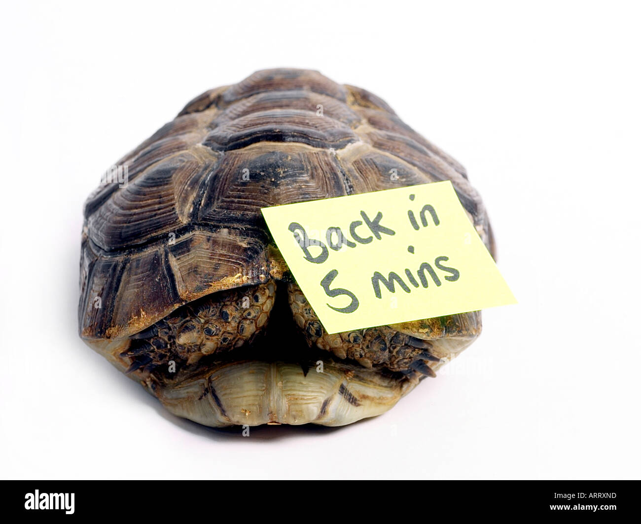 A tortoise that will be back in five minutes Stock Photo