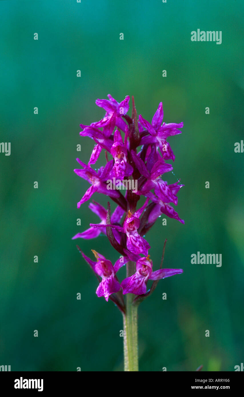 Narrow-leaved marsh orchid in flower Stock Photo