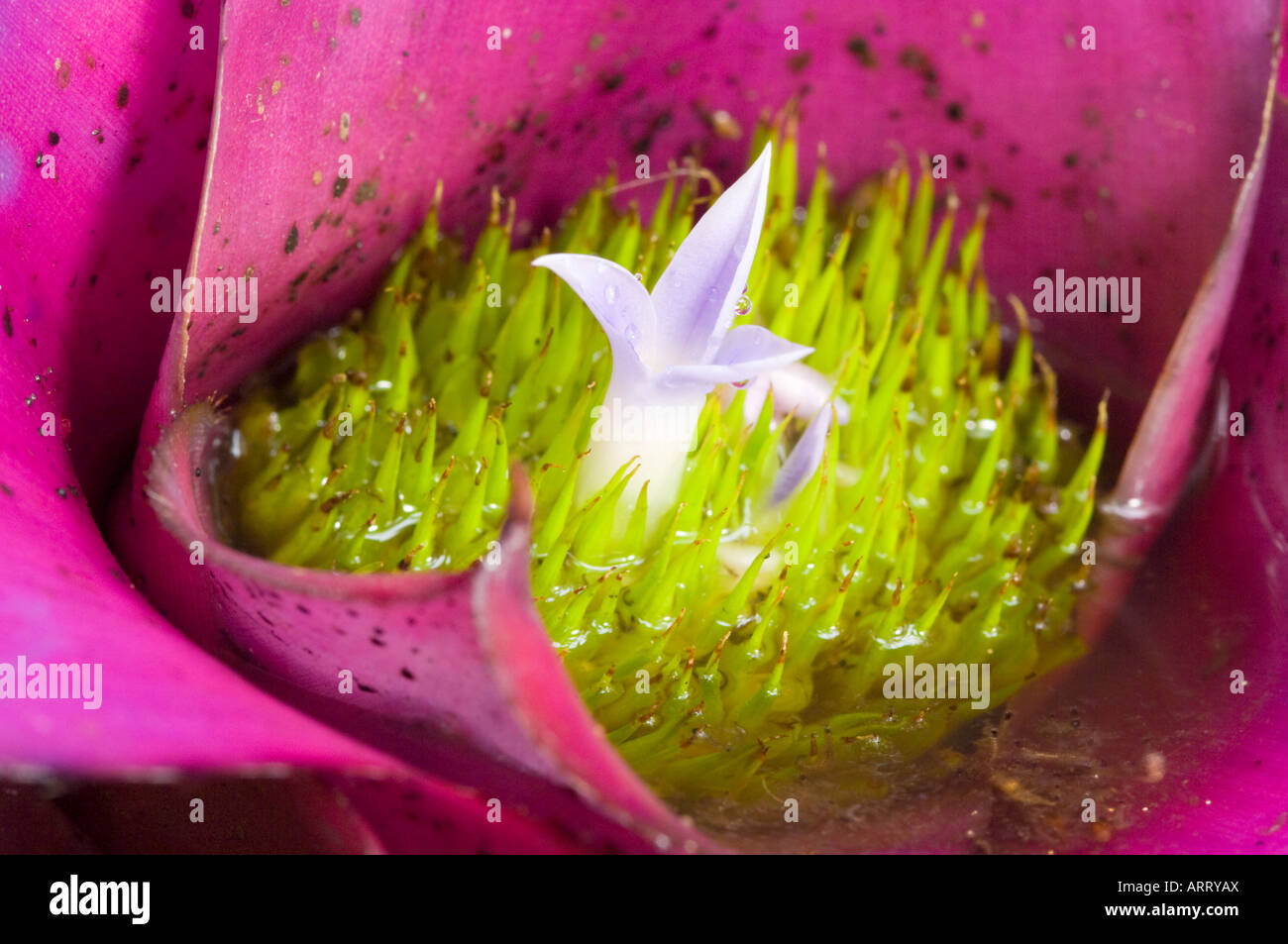 Bromeliad, a tropical rainforest flower Stock Photo