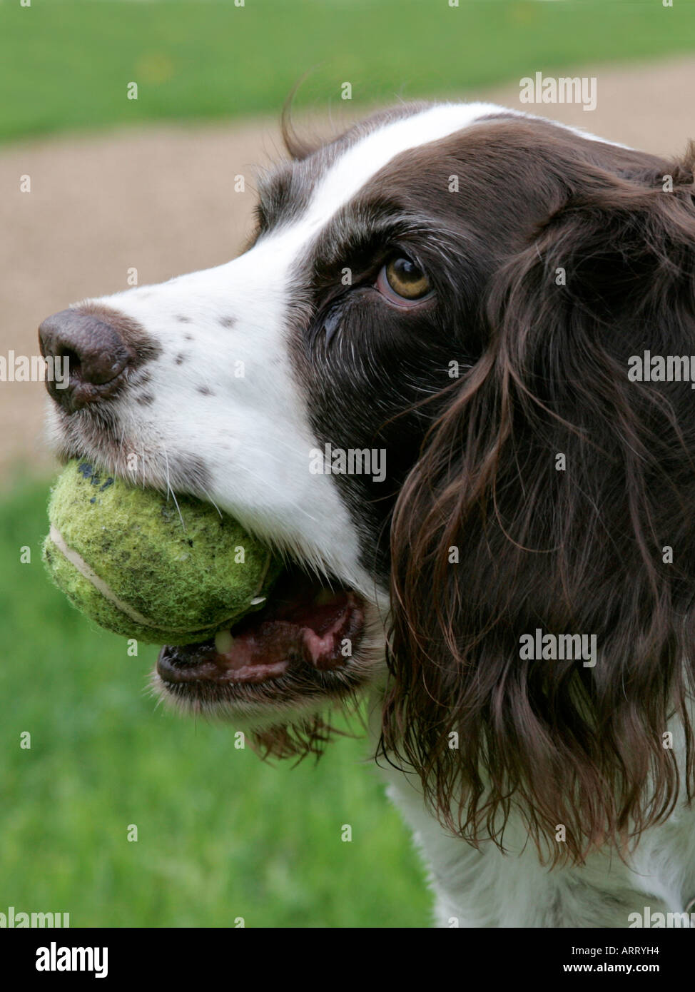 English springer spaniel holding a tennis ball in his mouth. Stock Photo