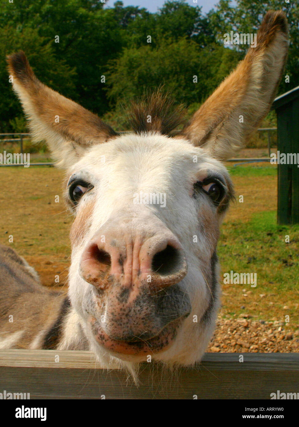 Cute looking donkey peering over a gate. Stock Photo