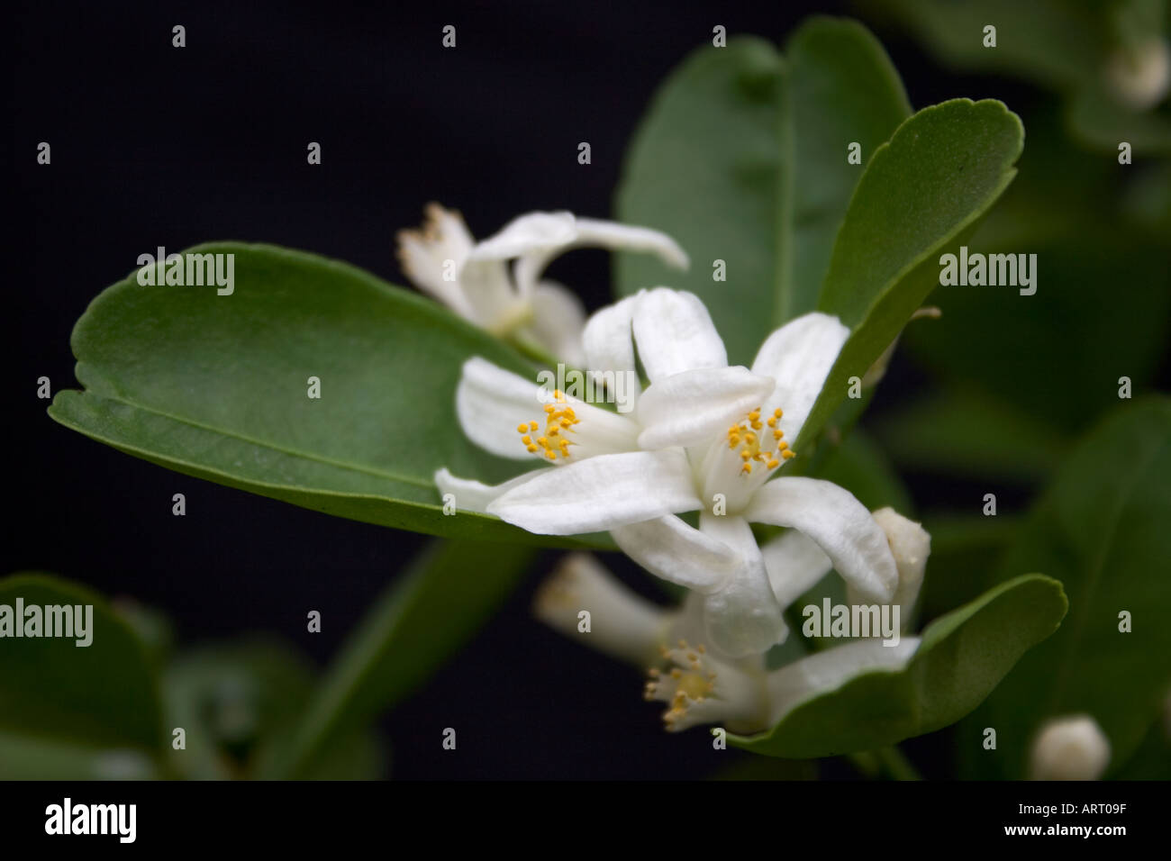Citrofortunella microcarpa flowers Stock Photo