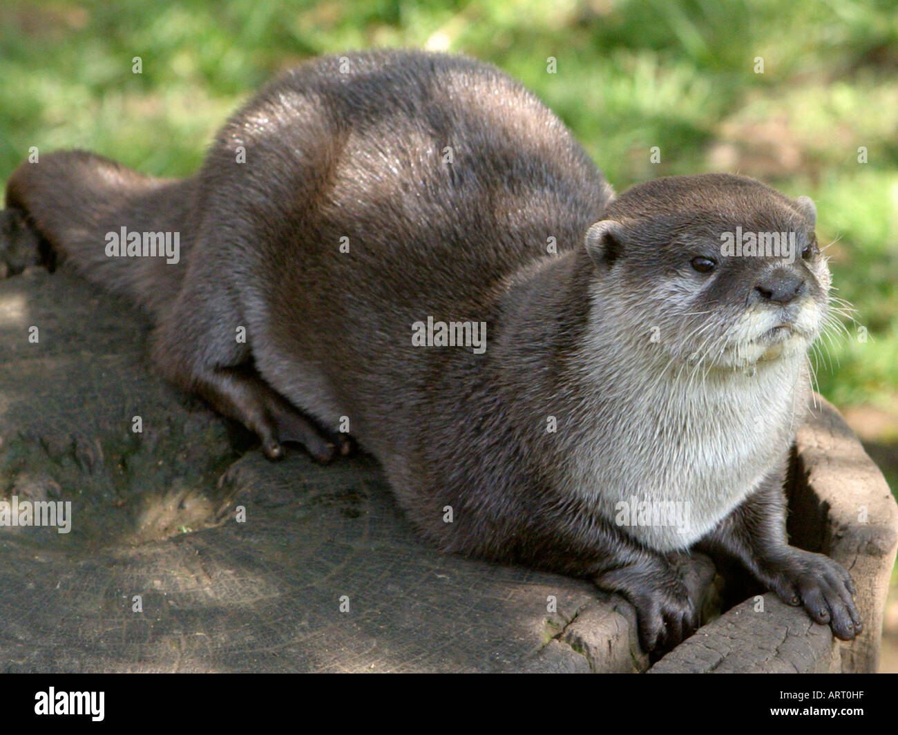 Otter in the countryside. Stock Photo