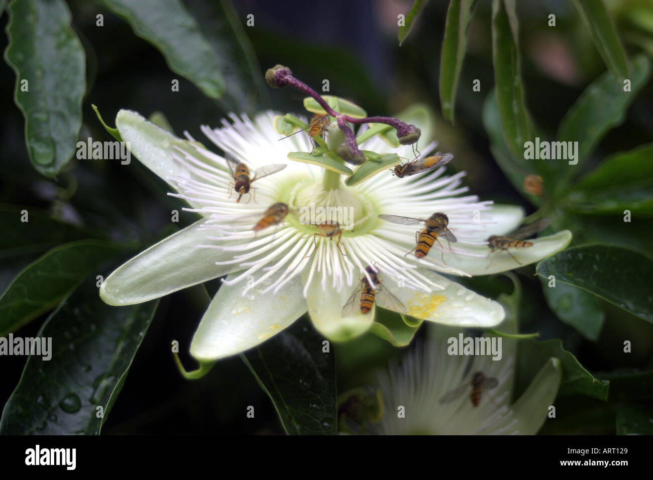 Passiflora caerulea, Passion flower, blue passion flower, common passionflower. fast growing evergreen or semi evergreen, woody stemmed tendril climber. White flowers with purple banded crowns Stock Photo