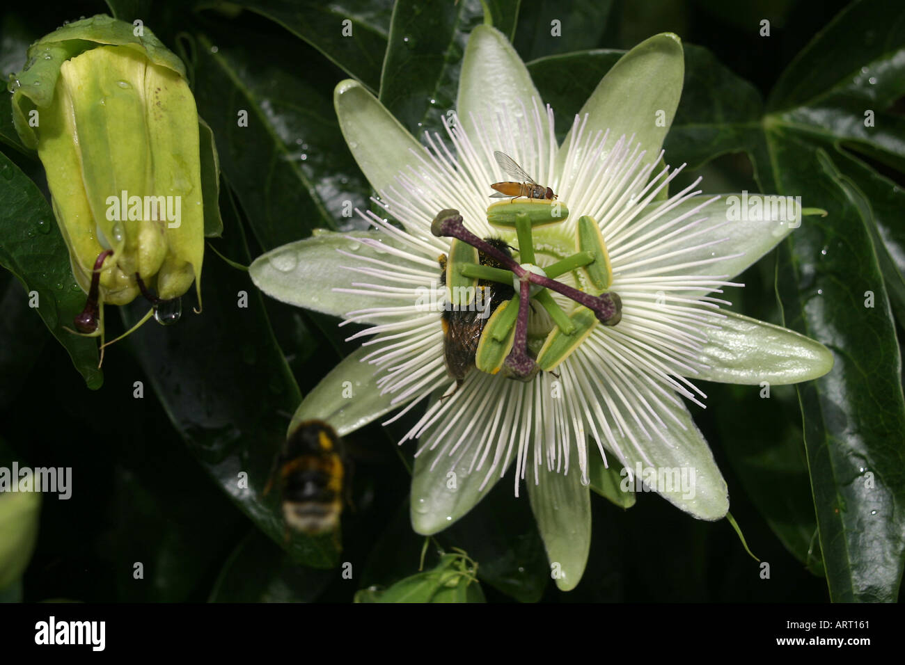 Passiflora caerulea, Passion flower, blue passion flower, common passionflower. fast growing evergreen or semi evergreen, woody stemmed tendril climber. White flowers with purple banded crowns Stock Photo
