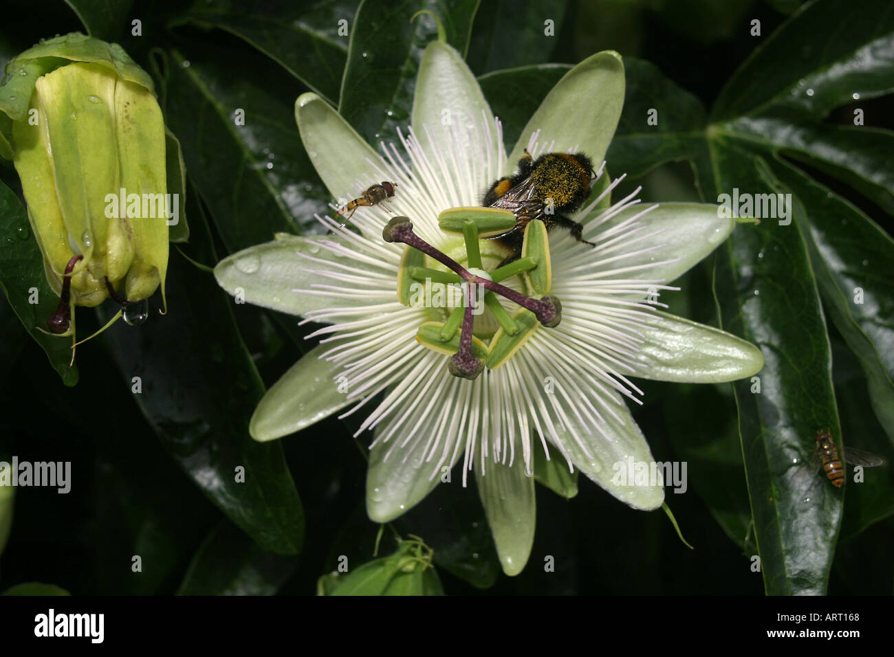 Passiflora caerulea, Passion flower, blue passion flower, common passionflower. fast growing evergreen or semi evergreen, woody stemmed tendril climber. White flowers with purple banded crowns Stock Photo