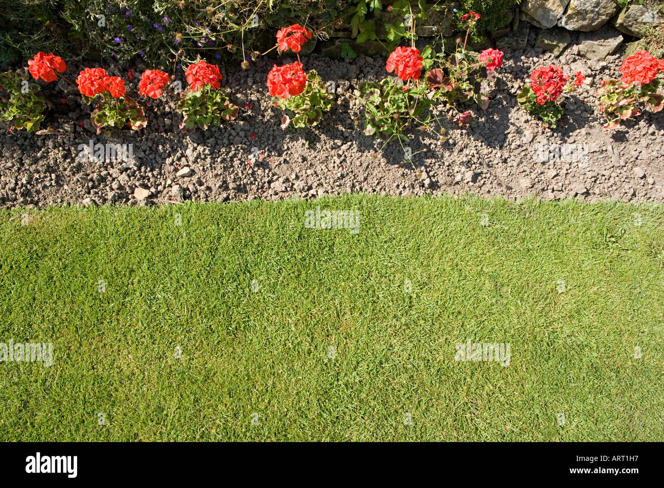 Flowers in a garden Stock Photo - Alamy