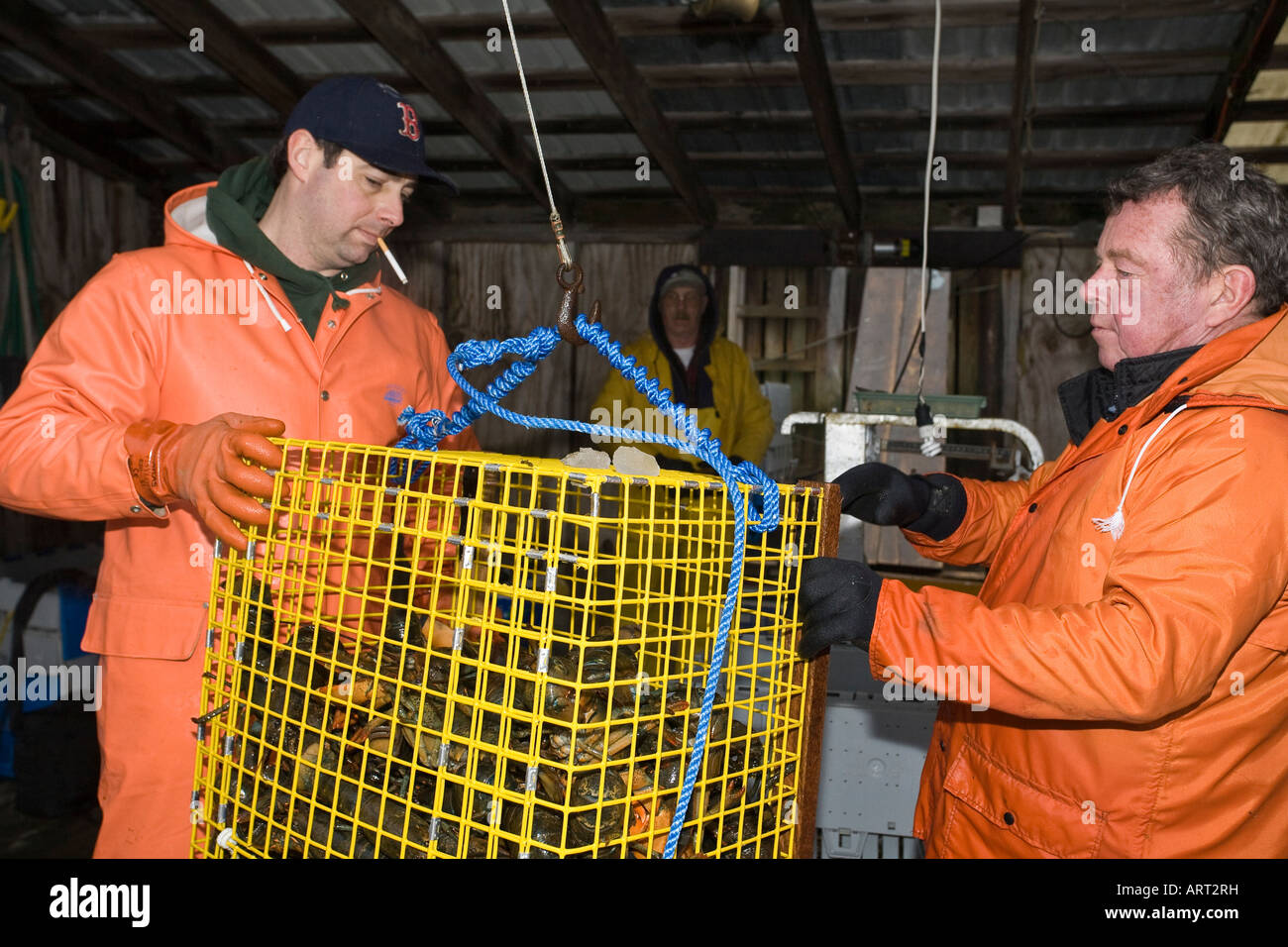 Two lobstermen weigh and grade lobsters for market in a lobster pound