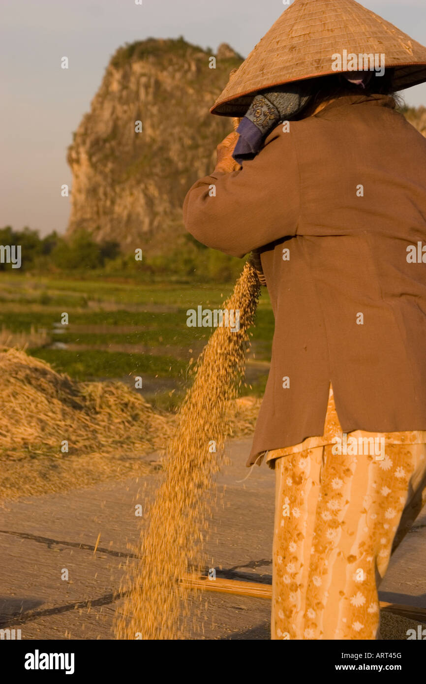 Separating rice hi-res stock photography and images - Alamy