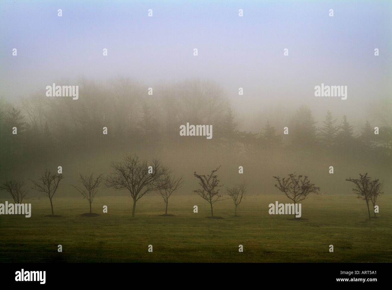 Trees In A Field On A Foggy Day Stock Photo - Alamy
