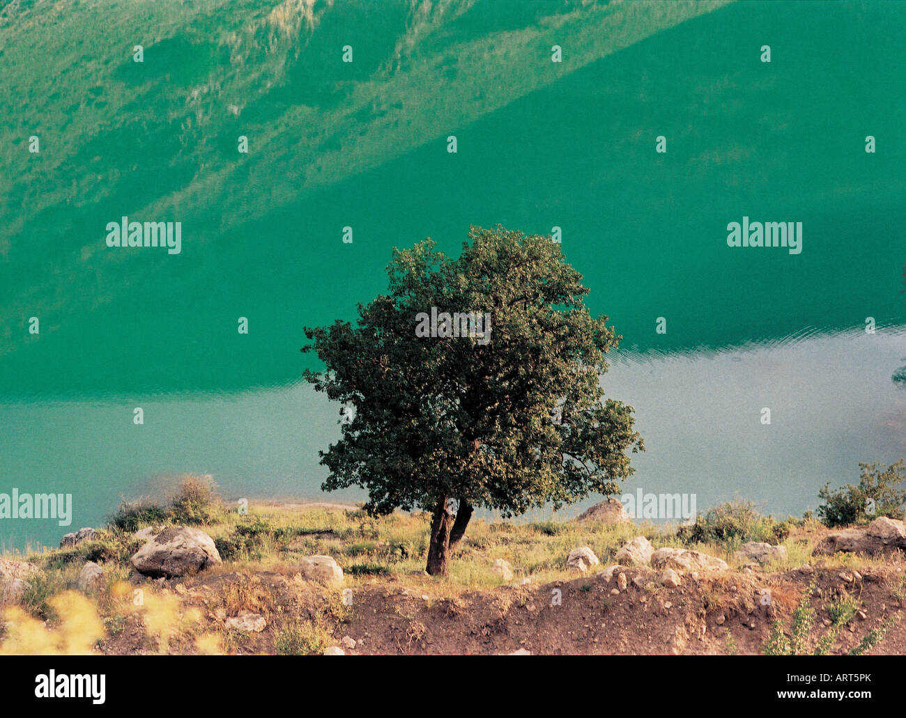 Tree on shore of a lake Stock Photo - Alamy