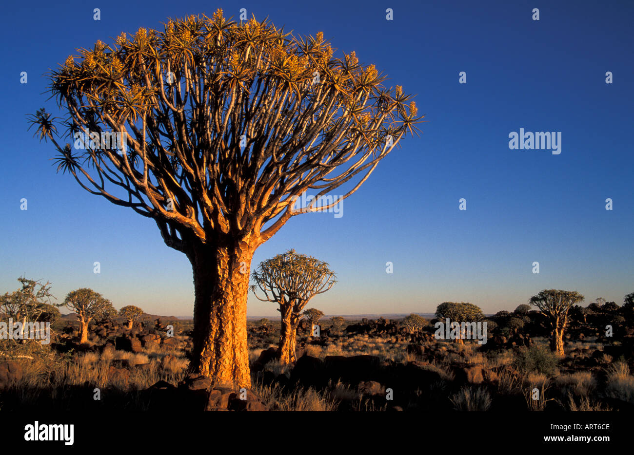 Quiver trees near Keetmanshoop Namibia Africa Stock Photo