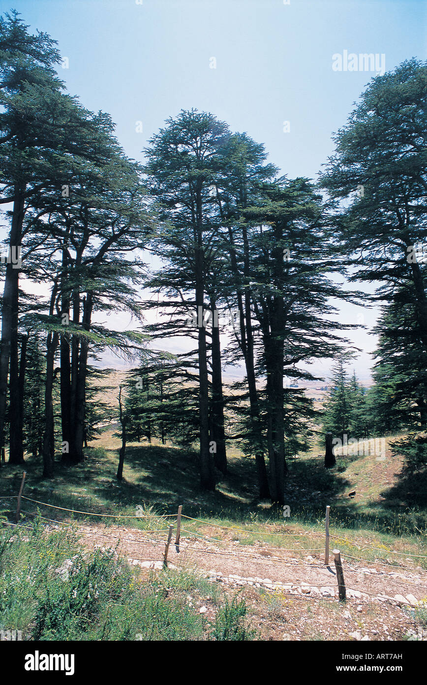 Cedar trees in Lebanon Stock Photo Alamy