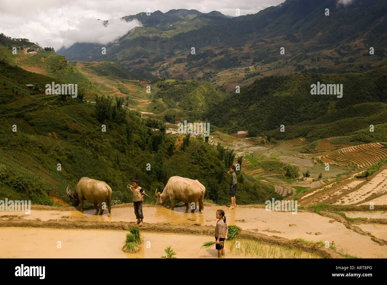 Children planting rice near Sapa, with water buffaloes, northern ...