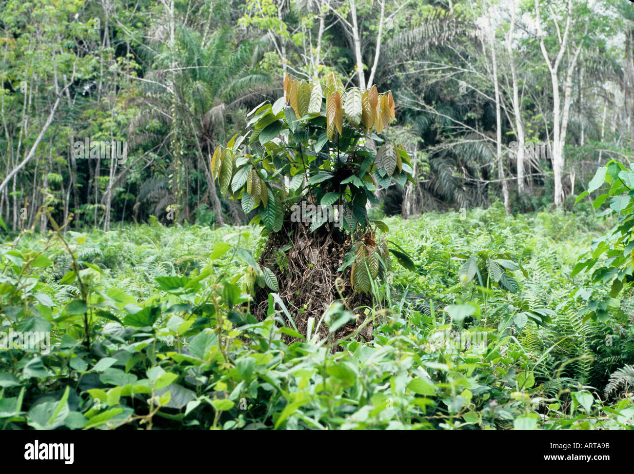 Benin s wilderness offers a whole pharmacy of plants In Benins Vegetation lassen sich zahlreiche Heilpflanzen finden  Stock Photo