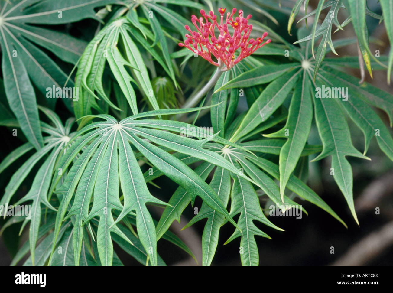 Jatropha multiphida Fam Euphorbiaceae  Stock Photo