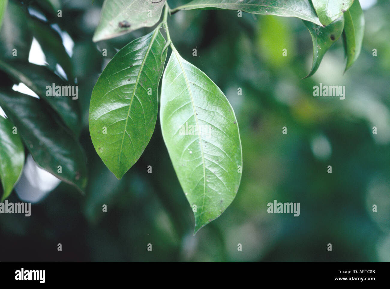 Irvingia gabonnaisis Stock Photo Alamy