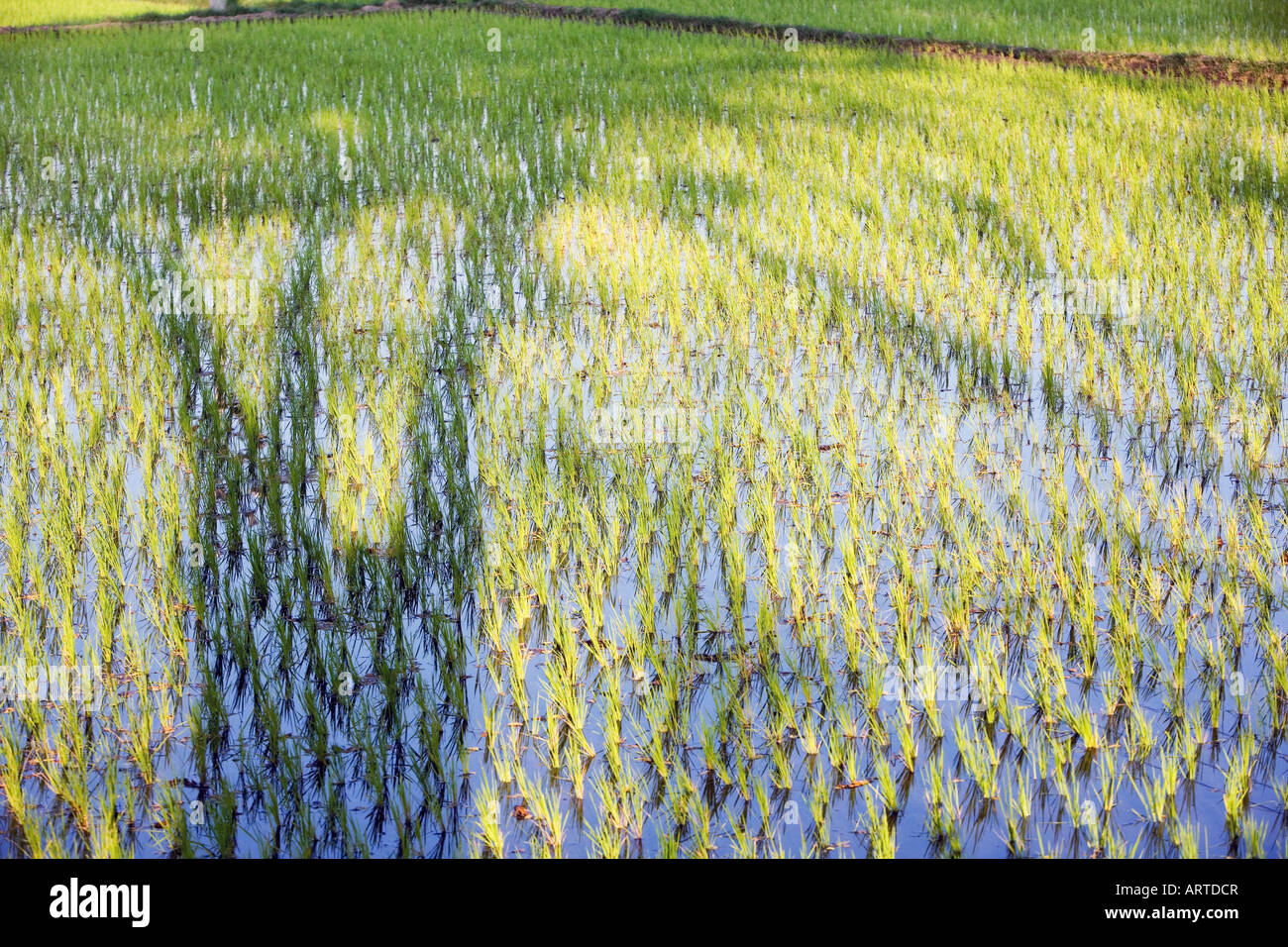 Oryza sativa. Tree shadow on a freshly planted rice paddy in India Stock Photo