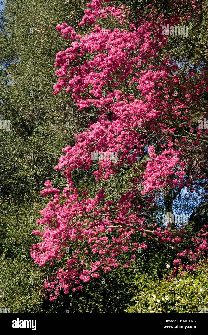 pink fruit tree blooms with lots of flowers in contrast to adjacent trees Stock Photo