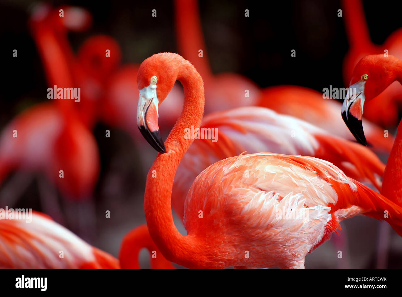 Flamingo Stock Photo