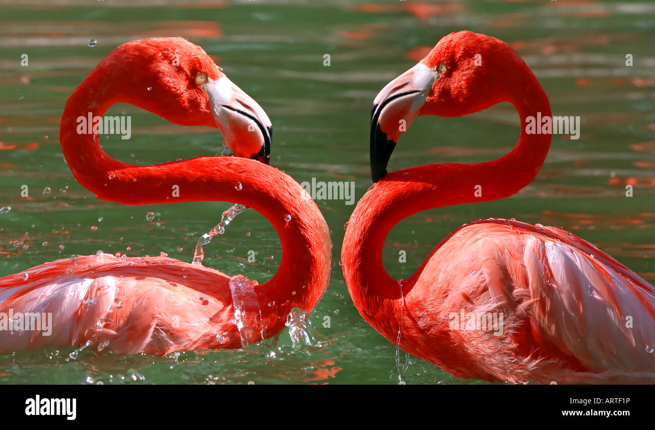 Two flamingos in the water Stock Photo