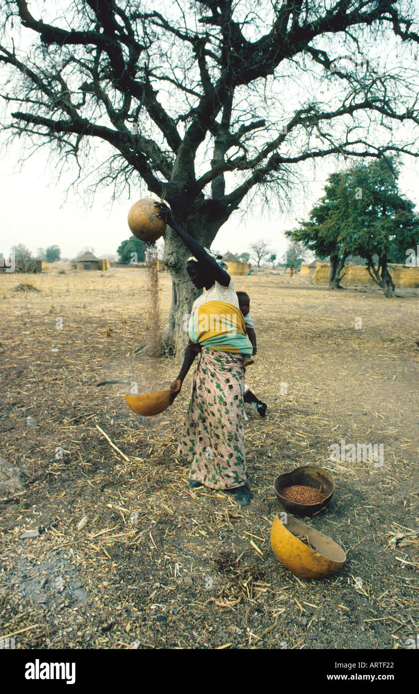 Harvest in North Cameroon Einsatz von Kalebassen auf einem Feld in Nord Kamerun  Stock Photo